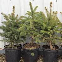 Tree Sale Online Store Tree Sale Online Store